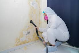 Best Water Damage & Mold Remediation in USA